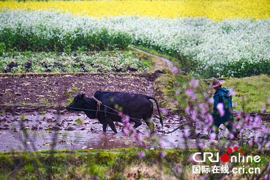 江西上饶市玉山县：如梦如幻的春天“调色板”