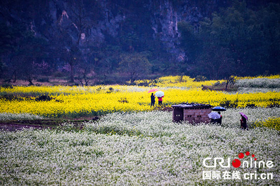 江西上饶市玉山县：如梦如幻的春天“调色板”
