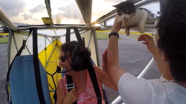 法国小猫滑翔机上打盹 被带上千米高空"吓掉魂"