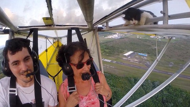 法国小猫滑翔机上打盹 被带上千米高空"吓掉魂"