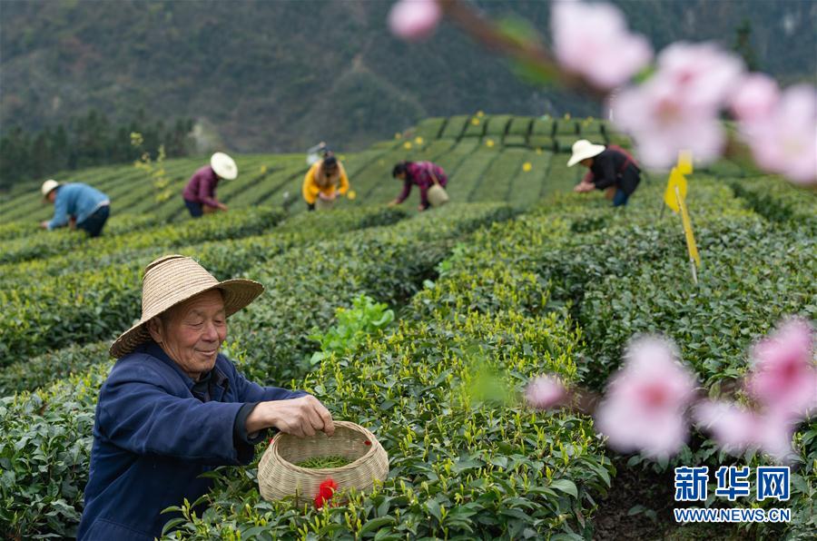 湖北秭歸：絲綿茶香助增收