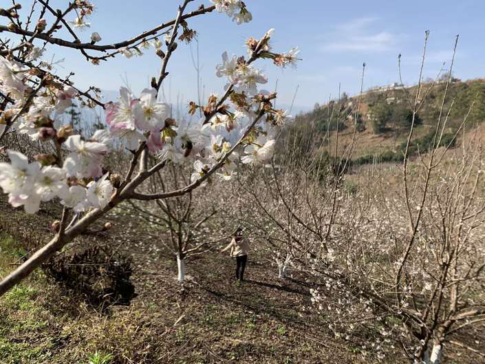 （市州）水城縣發耳鎮：戰“疫”不忘保生産 抓管護找銷路促增收