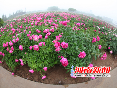 Peonies Blossom Brightly in Luoyang