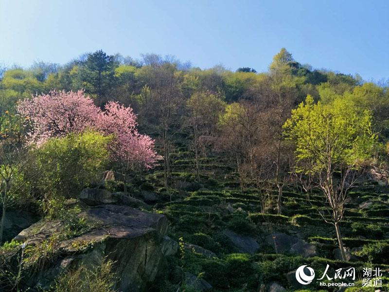 湖北麻城龜峰山百花迎春