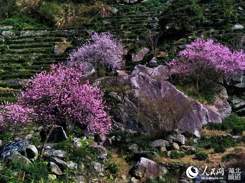 湖北麻城龜峰山百花迎春