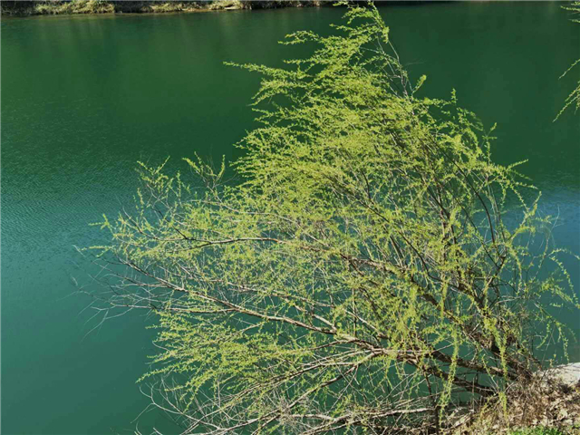 【湖北】【客户稿】麻城龟峰山景区百花迎春（组图）