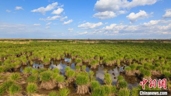 黑龍江三江平原“退耕還濕” “暢通”候鳥遷徙通道