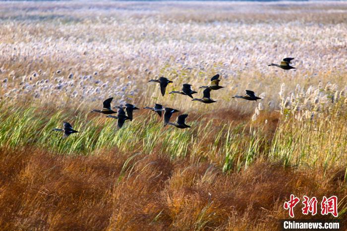 黑龍江三江平原“退耕還濕” “暢通”候鳥遷徙通道