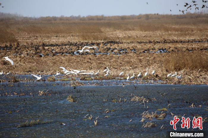 黑龍江三江平原“退耕還濕” “暢通”候鳥遷徙通道
