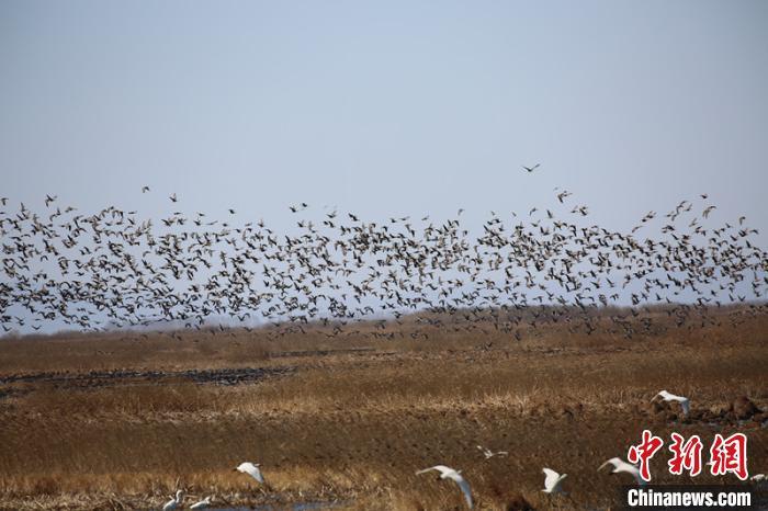 黑龍江三江平原“退耕還濕” “暢通”候鳥遷徙通道