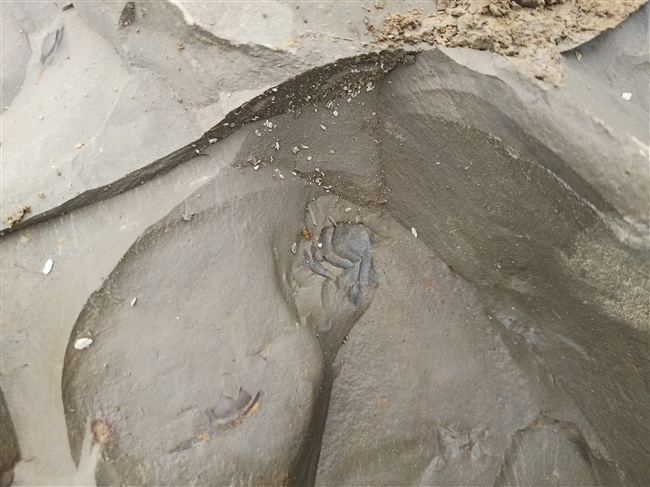 四川首個埋葬古生物群！樂山沙灣發現寒武紀早期化石庫
