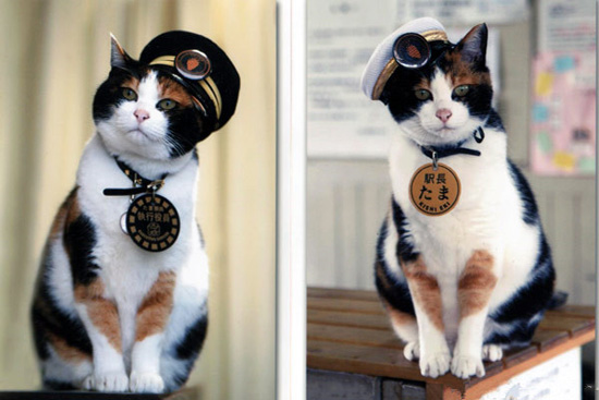 日本猫站长阿玉去世 传奇“猫生”啥样