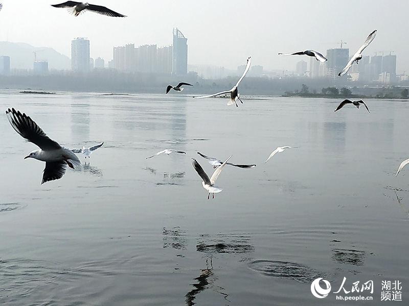 冬日暖阳 丹江口江鸥翩飞成美景