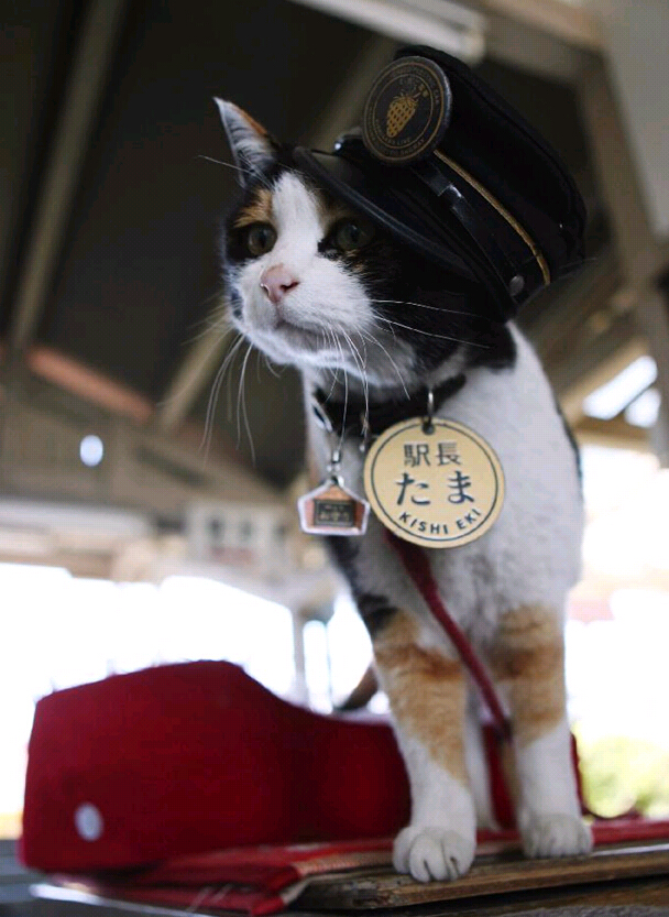 日本人气猫“站长”16岁高龄去世 众多粉丝送别