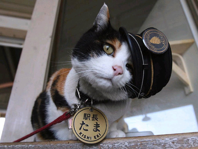 日本人气猫“站长”16岁高龄去世 众多粉丝送别