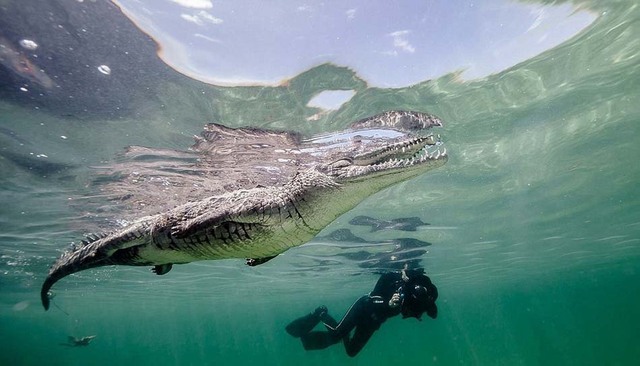 男子在古巴潜水遭遇巨鳄 “水中杀手”近景曝光