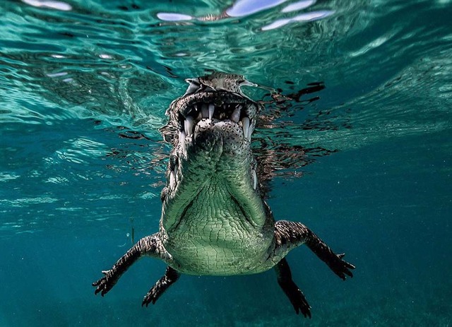 男子在古巴潜水遭遇巨鳄 “水中杀手”近景曝光
