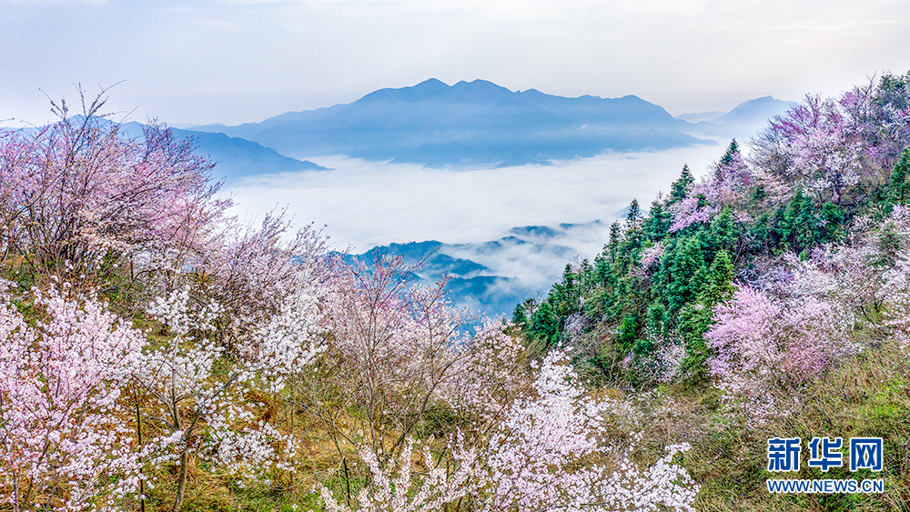 花香天上來！湖北崇陽十萬畝山櫻綻放