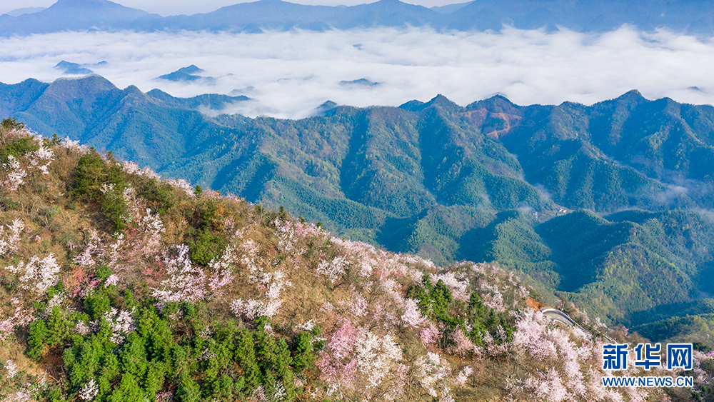 花香天上來！湖北崇陽十萬畝山櫻綻放