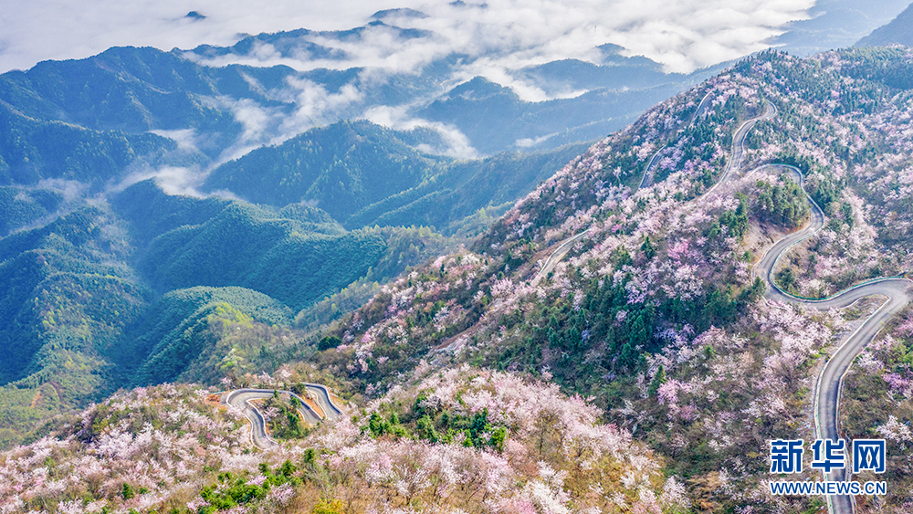 花香天上来！湖北崇阳十万亩山樱绽放