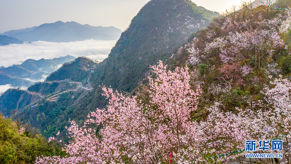 花香天上来！湖北崇阳十万亩山樱绽放