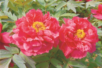 Luoyang peony wins a national prize