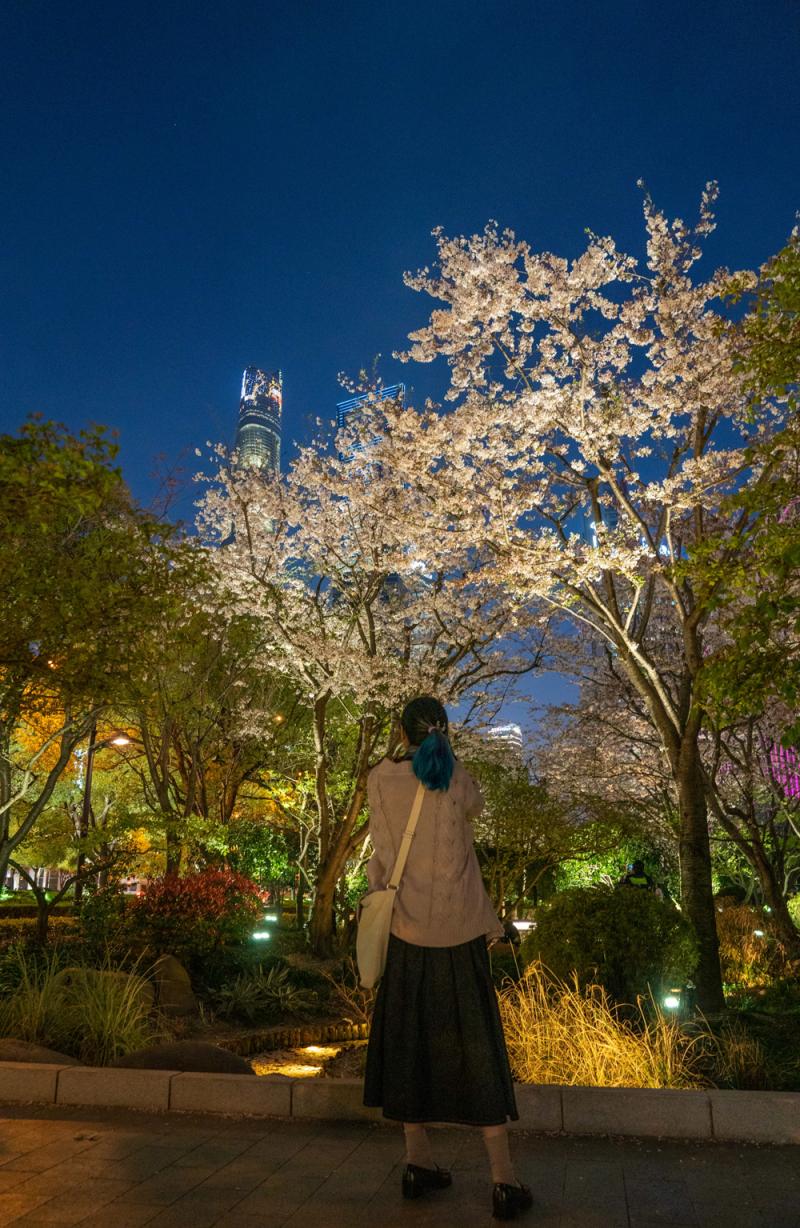 白天赏樱花的人太多 你知道上海的“夜樱”有多美？