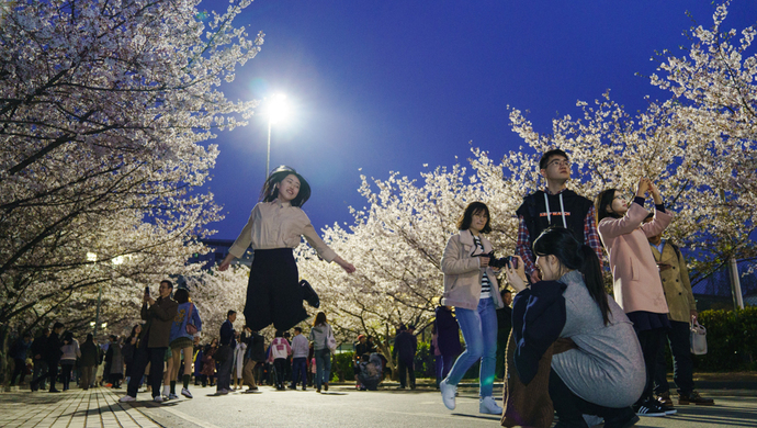 白天赏樱花的人太多 你知道上海的“夜樱”有多美？