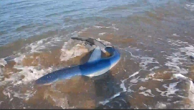 新西兰大胆男子抓鲨鱼鱼翅视频走红网络