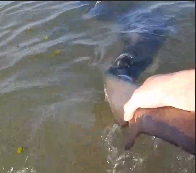 新西兰大胆男子抓鲨鱼鱼翅视频走红网络