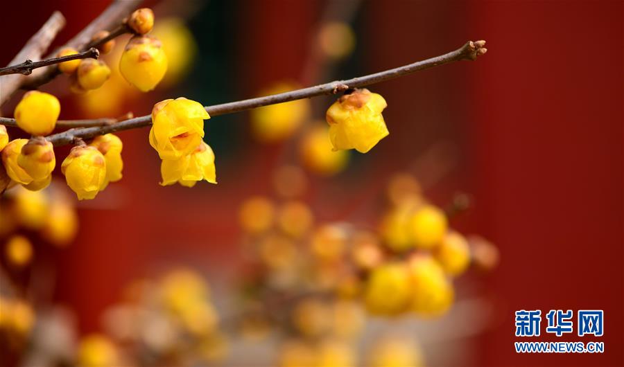 北京：故宮賞花