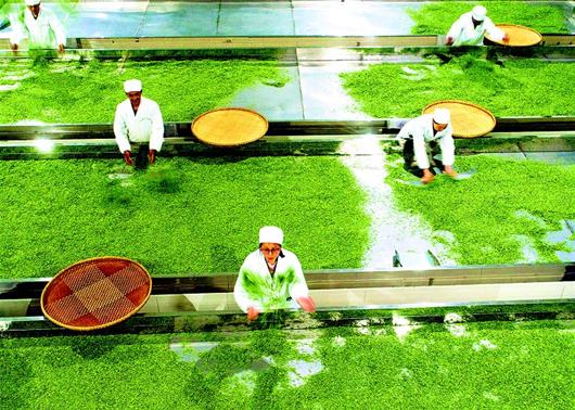 秭归丝绵茶带动近3000农户增收