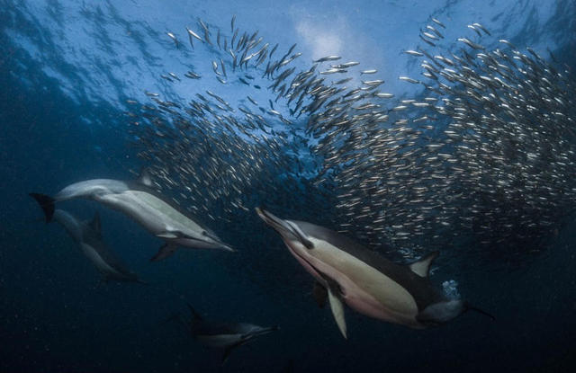 南非沙丁鱼群大迁徙遭各路动物“围剿” 猎食