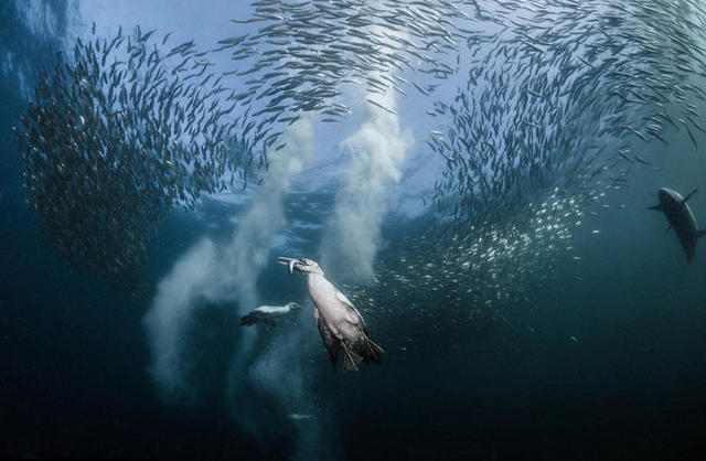 南非沙丁鱼群大迁徙遭各路动物“围剿” 猎食