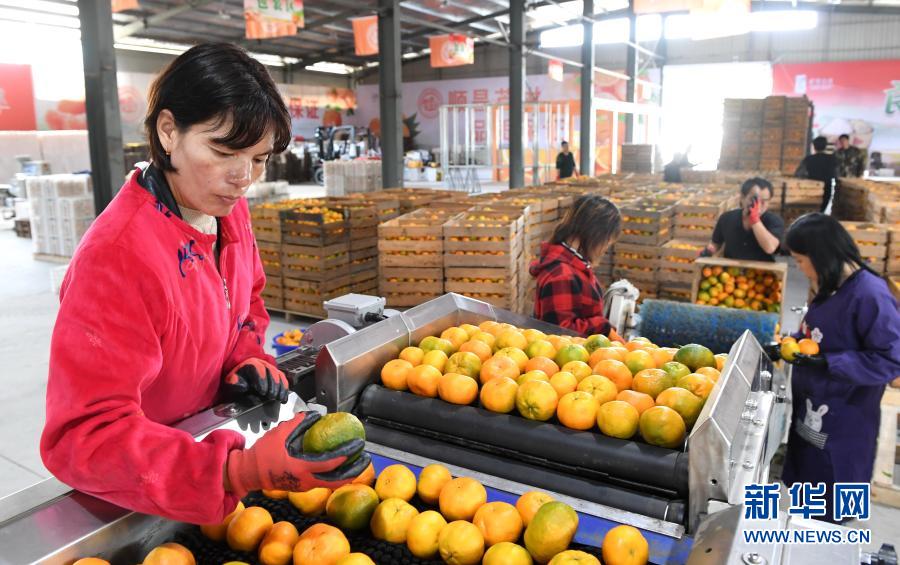 閩北順昌：拓展柑橘銷售國內國際雙循環