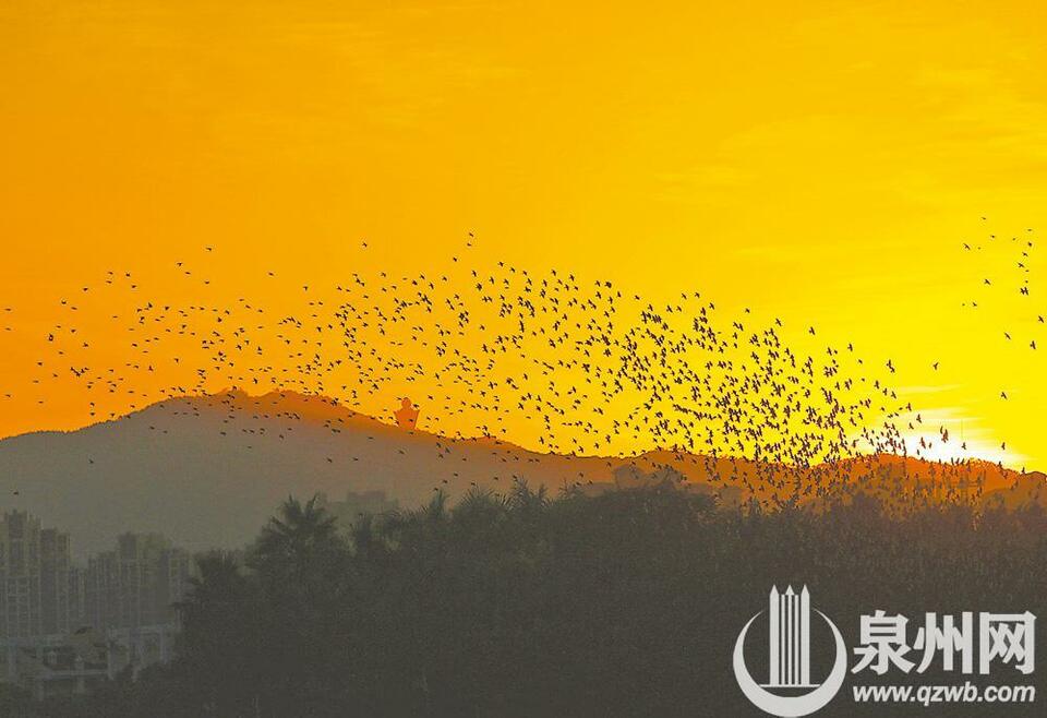 泉州西湖再現美景：萬鳥雲集遮夕陽