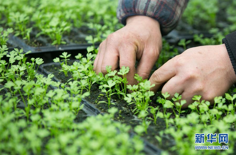 贵州大方：冬日“苗宝宝”管护忙