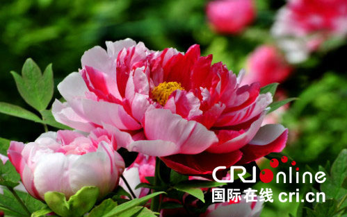 图片默认标题_fororder_luoyangmd-4