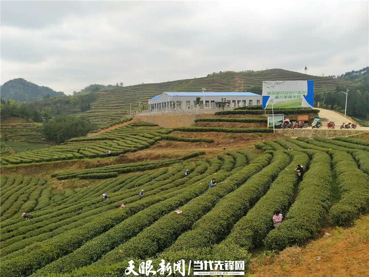 【我的扶贫故事】一路见证茶叶乡镇的崛起丨紫云自治县坝羊镇党委副书记、镇长班兴坤