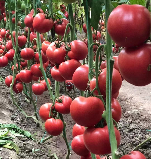 武汉育种“吉诺比利”品牌口感番茄成市场新宠