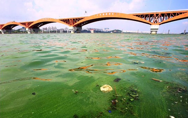 韩国水资源公社1日表示,首尔汉江的藻类浓度是最近3年平均值的2倍以上