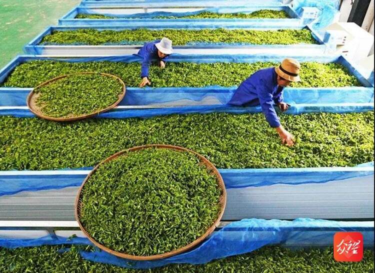 點葉成金茶香溢 ——銅仁市生態茶産業發展觀察