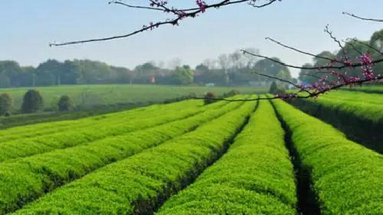 點葉成金茶香溢 ——銅仁市生態茶産業發展觀察