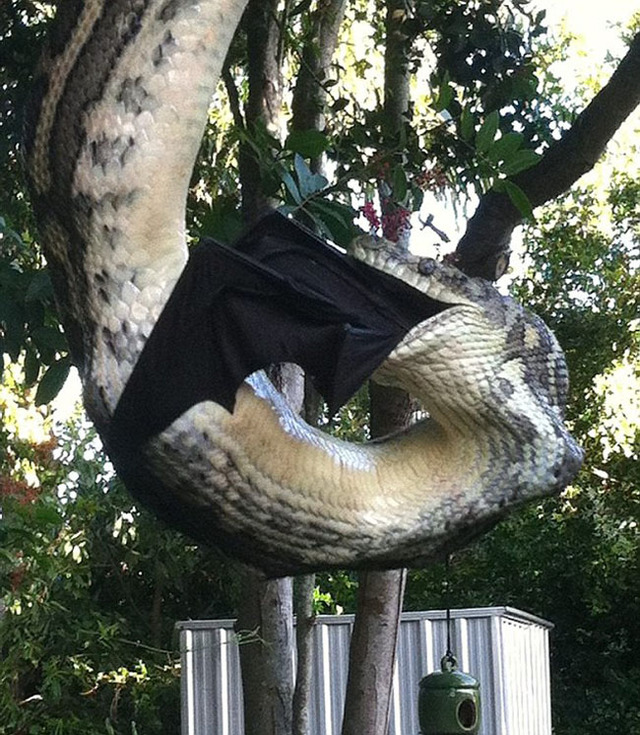 实拍澳3米长蟒蛇吞食蝙蝠全过程
