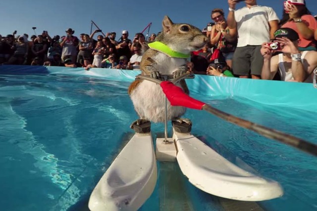 小松鼠现身世界极限运动大赛 滑水神技抢尽风头