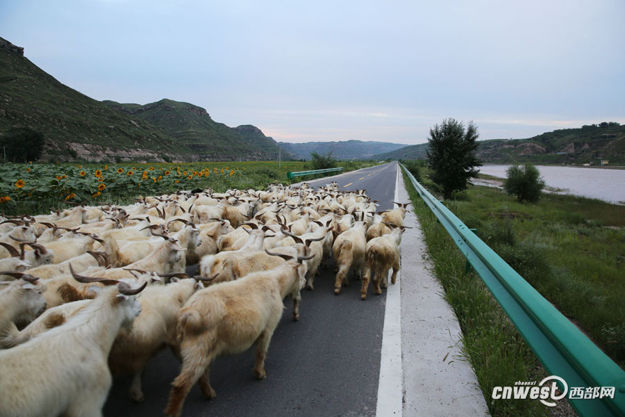 【焦点图 显示图在稿件最下方】陕西1号公路今日通车 看看最北段沿黄公路长啥样