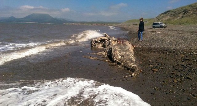 俄罗斯海滩又现神秘怪兽尸体