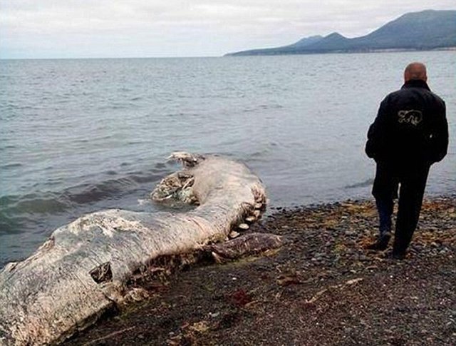俄罗斯海滩又现神秘怪兽尸体