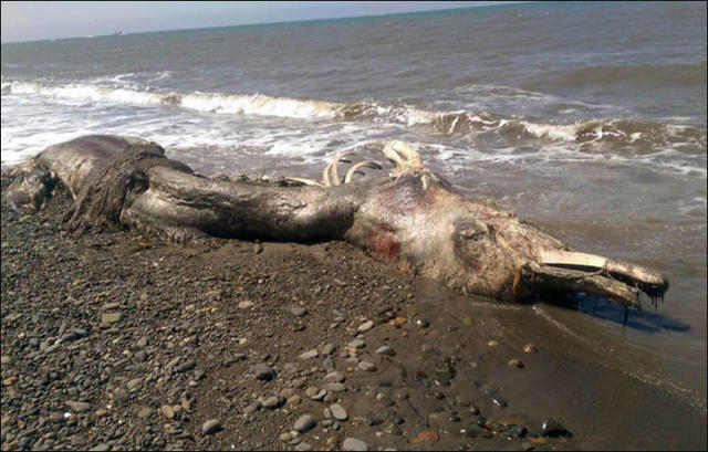 俄羅斯海灘又現神秘怪獸屍體