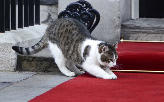 英國首相貓再失職 兩高官親自上演捕鼠記